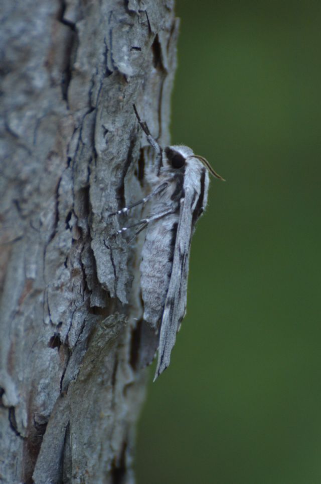 Falena da id - Sphinx pinastri, Sphingidae